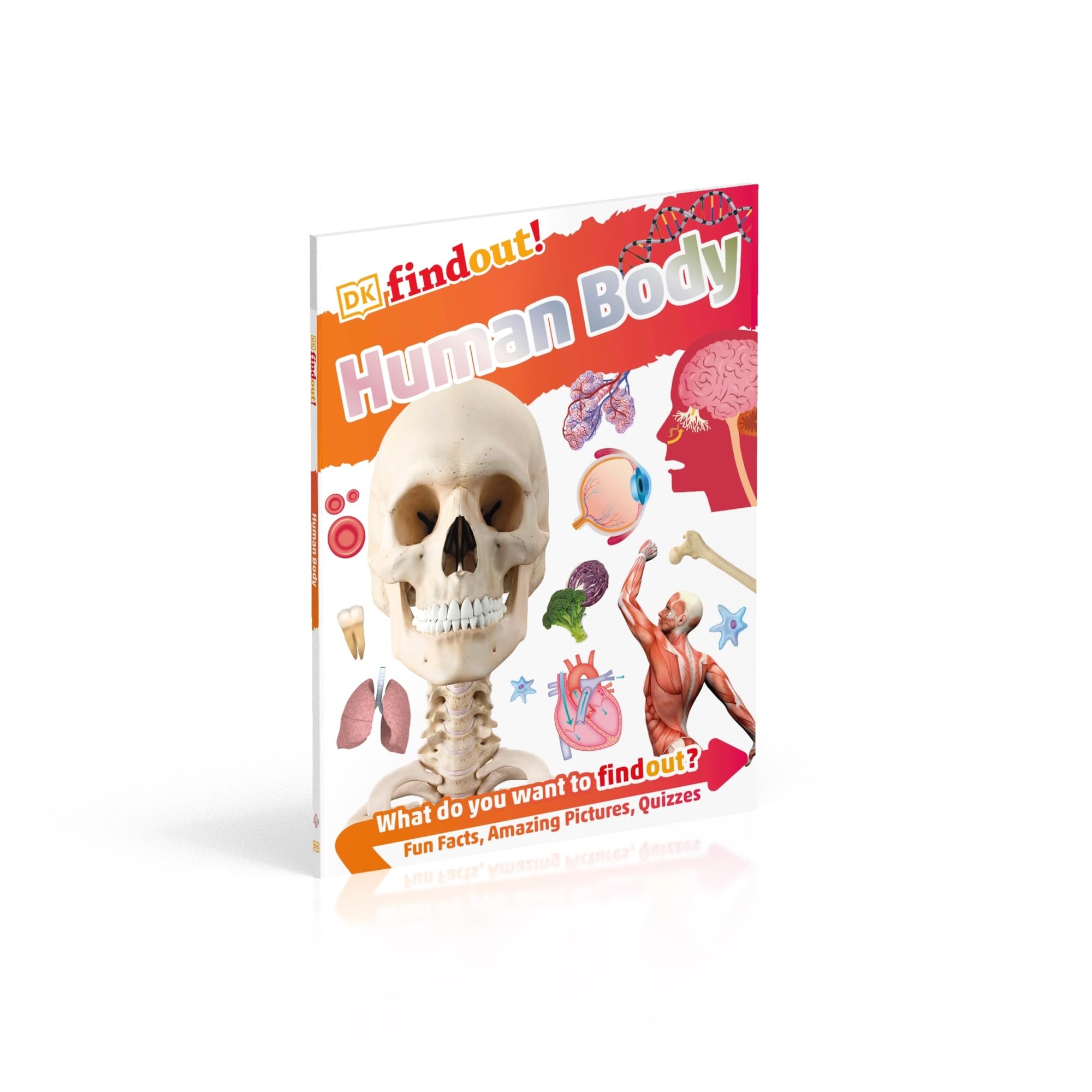 DKfindout! Human Body