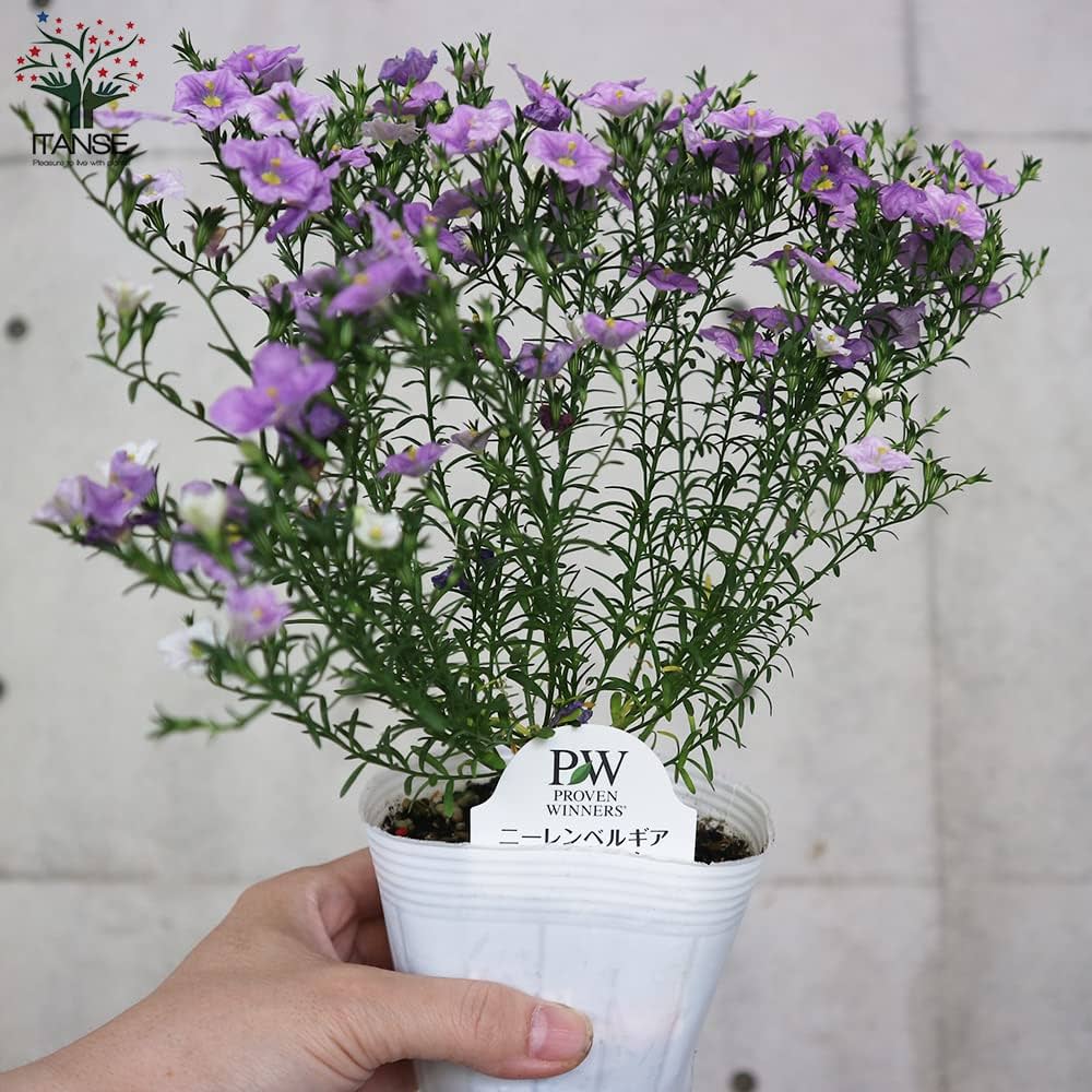 ニーレンベルギア様 リクエスト 4点 まとめ商品 Amazon.co.jp: ニーレンベルギア オーガスタ ブルー 3.5号 1個売り