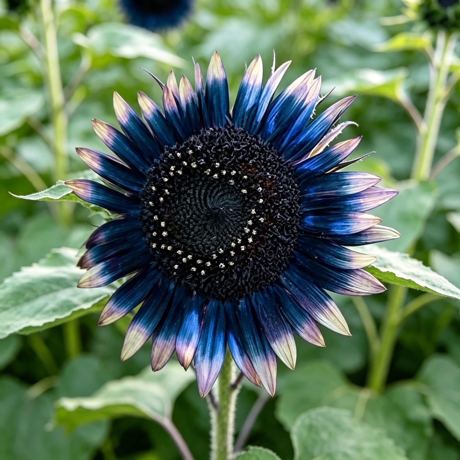 Teddy Bear Sunflower Seeds-Hardy Perennial,Excellent Display,Thrives
