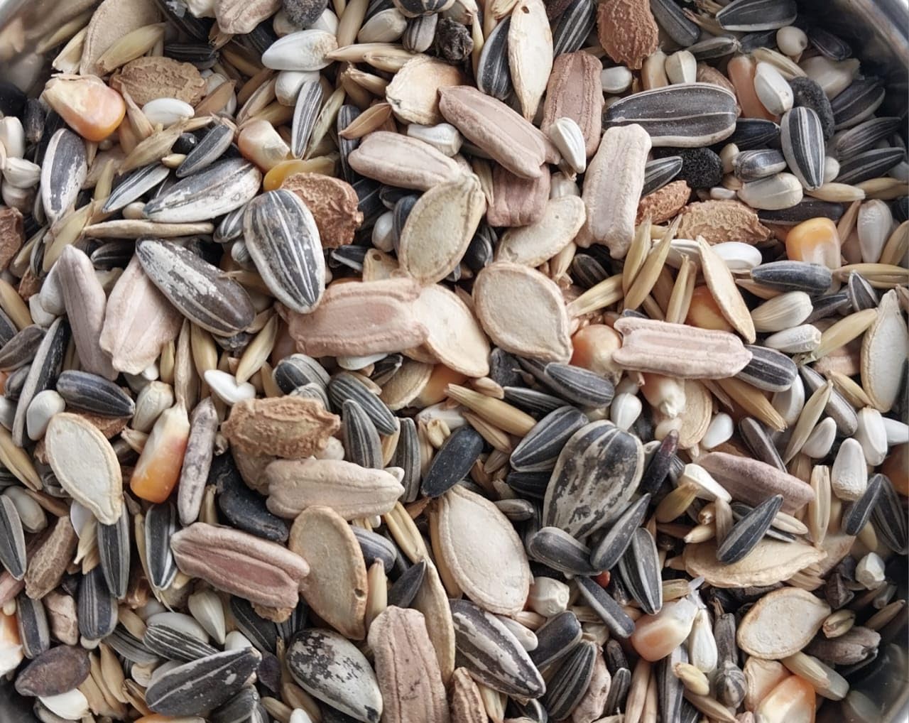 Conure Mix Seeds for Sun Conures, African Grey Parrots, Green Cheek Conure, Macaws, Cockatoo (Conure Premium Mix Seeds, 450gm) (B0DC4RGMJW) Amazon Price History, Amazon Price Tracker