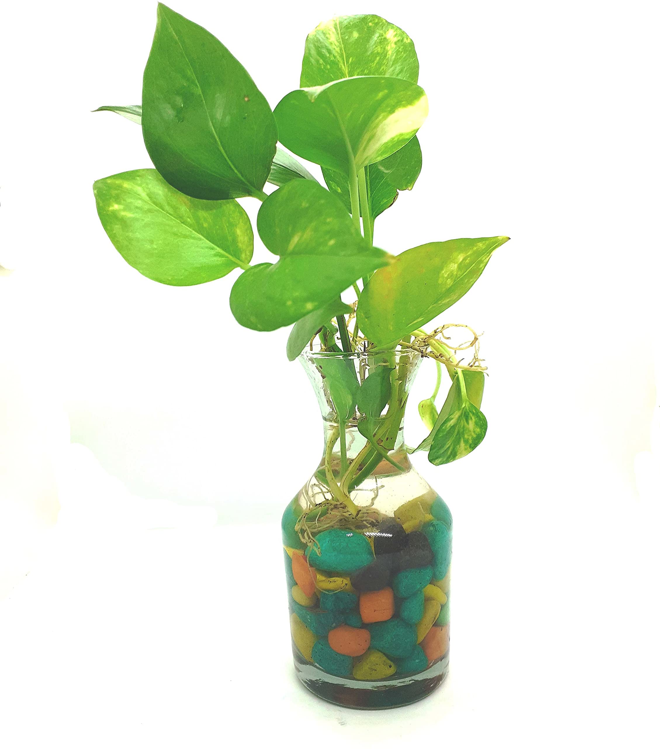 Baishnab Money Plant Moneyplant For Home Decoration Live Indoor Plant Vastu Office Desk (Without Glass Pot) (B0CPM26PT4) Amazon Price History, Amazon Price Tracker