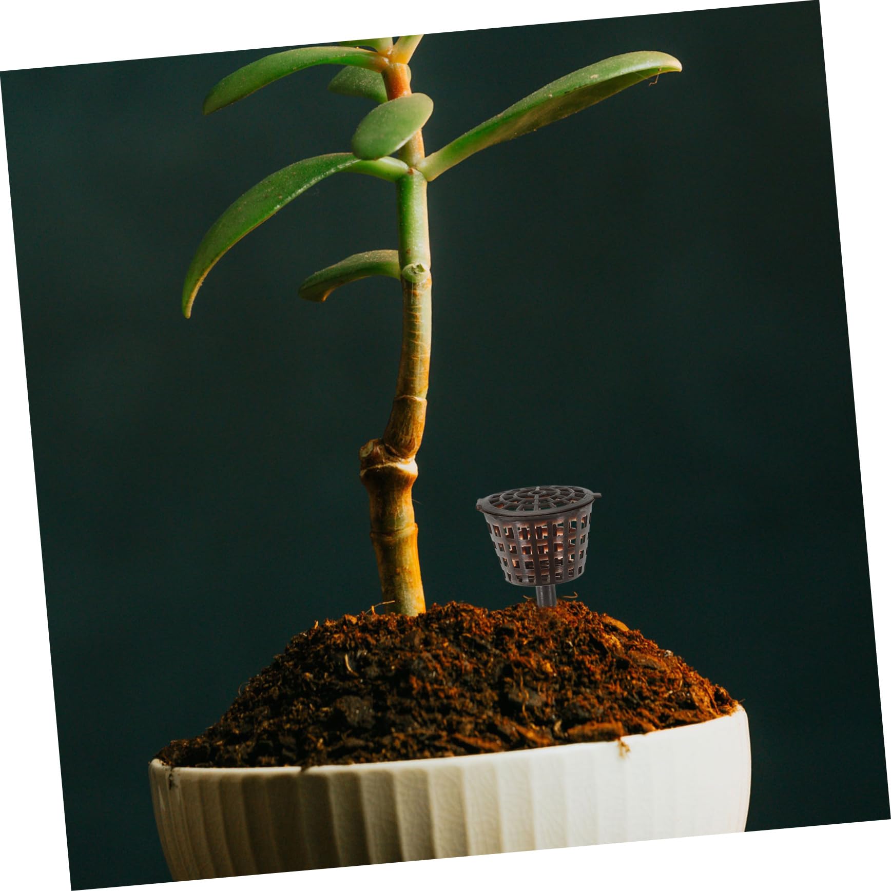 Caja De Fertilizante para Bonsái 20 Piezas con Tapa Contenedor De Abono para Plantas Pequeñas Protector contra Animales Y Viento Ideal para Orquídeas Y Jardín