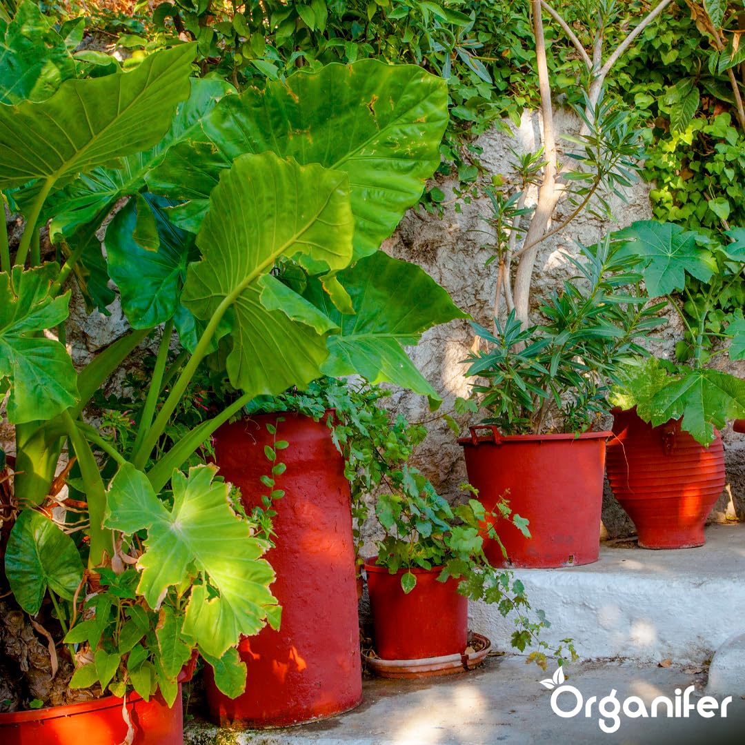 Fertilizante Líquido Para Planta En Maceta - 2x1L - NPK 3-4-3 | Abono Para Hojas Saludables Y Crecimiento Fuerte - Refuerza Raíces Y Vitalidad - Organifer