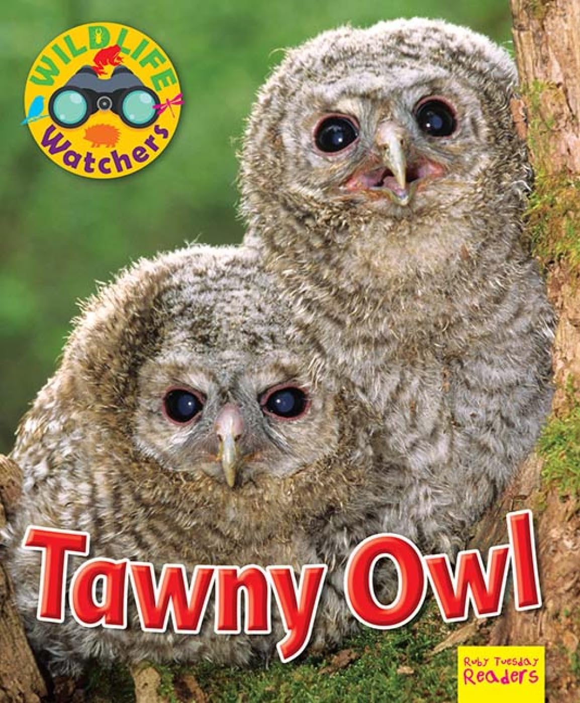 Wildlife Watchers: Tawny Owl 2017 (Ruby Tuesday Readers)