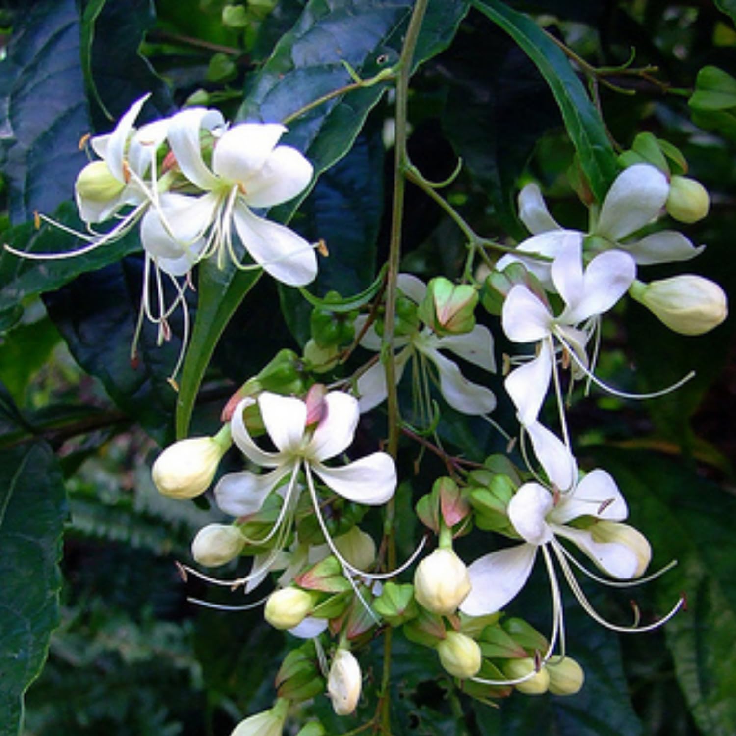 Hug A Plant | Light Bulbs | Chains Of Glory | Wallichs Glorybower | Bridal Veil (Clerodendrum wallichii) Flowering/Ornamental Live Plant (Home & Garden) (B0C7MQGTCN) Amazon Price History, Amazon Price Tracker