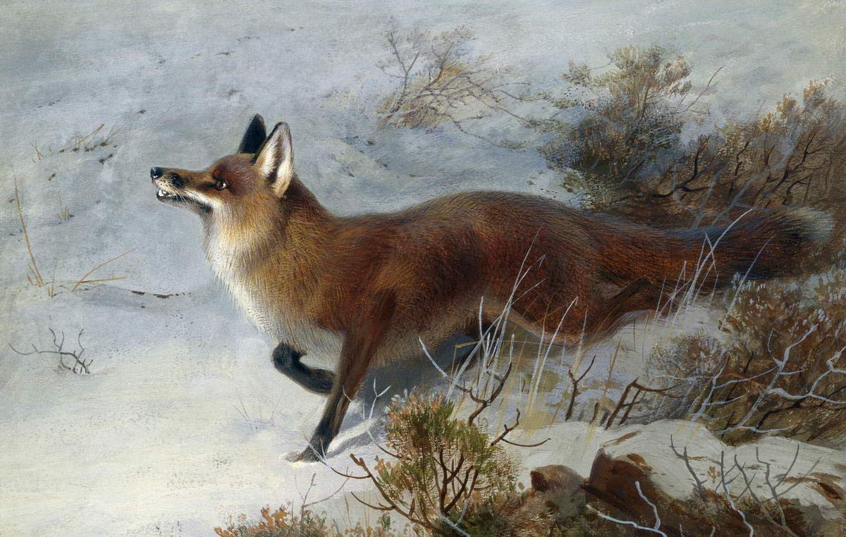 Archibald Thorburn Giclee Canvas Print Paintings Poster Reproduction(Fox) #XFB