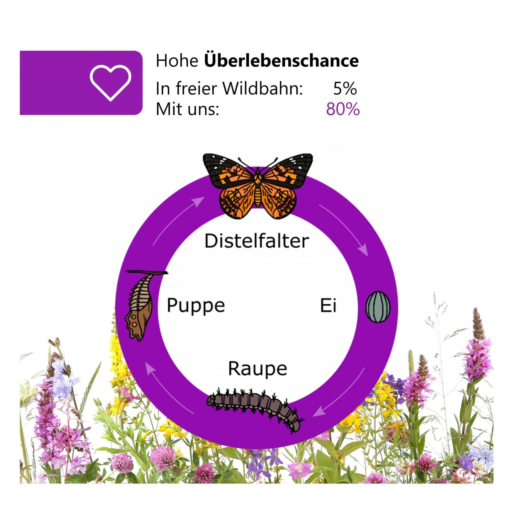 Lot de 4 cendriers chenilles (env. 7 chenilles chacun) - Complément idéal pour l'habitat des papillons - Pour faire pousser des papillons