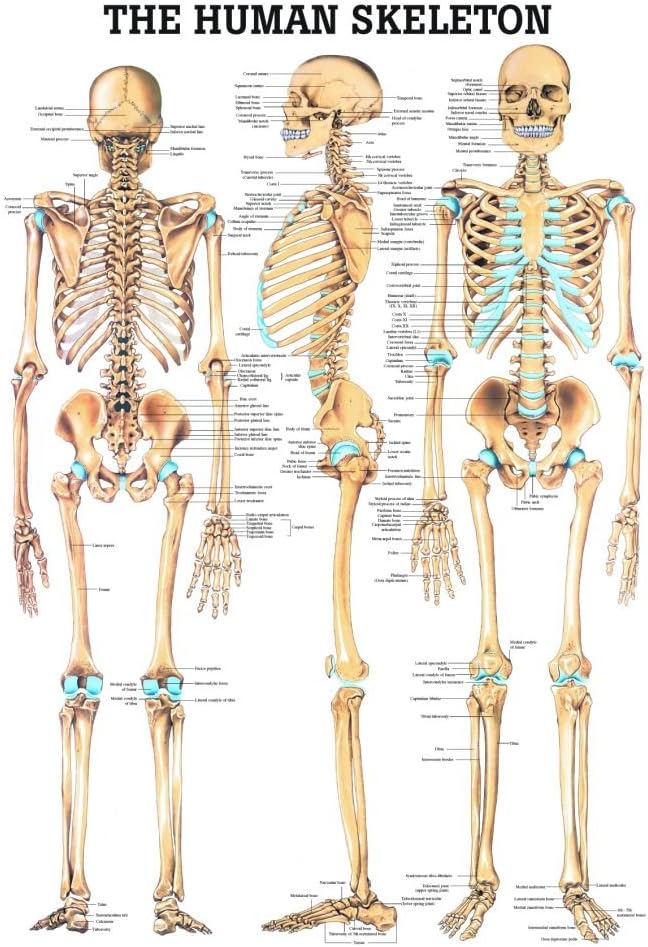 The Human Skeleton Laminated Anatomy Chart