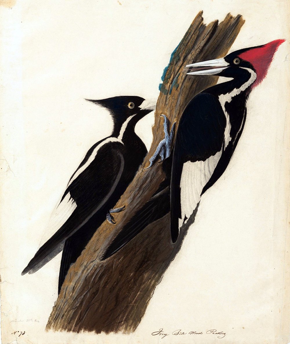 Gravure Ivory Billed Woodpecker John James Audubon grand tirage d'art mat