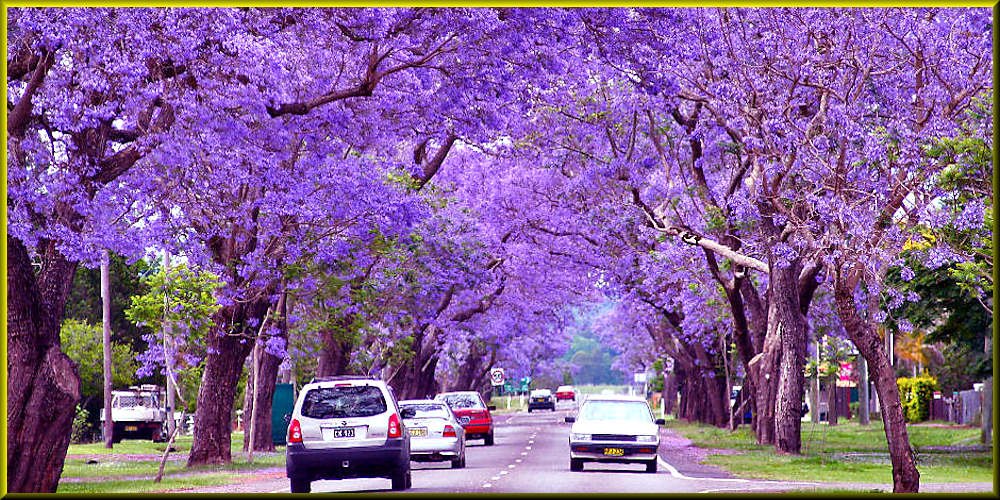 See full amazon price history chart for Creative Farmer Blue Colour Flower Neelkanth - Jacaranda - 20 Seeds Creative Farmer Blue Colour Flower Neelkanth - Jacaranda - 20 Seeds (B06XKGBHF3) Amazon Price History, Amazon Price Tracker