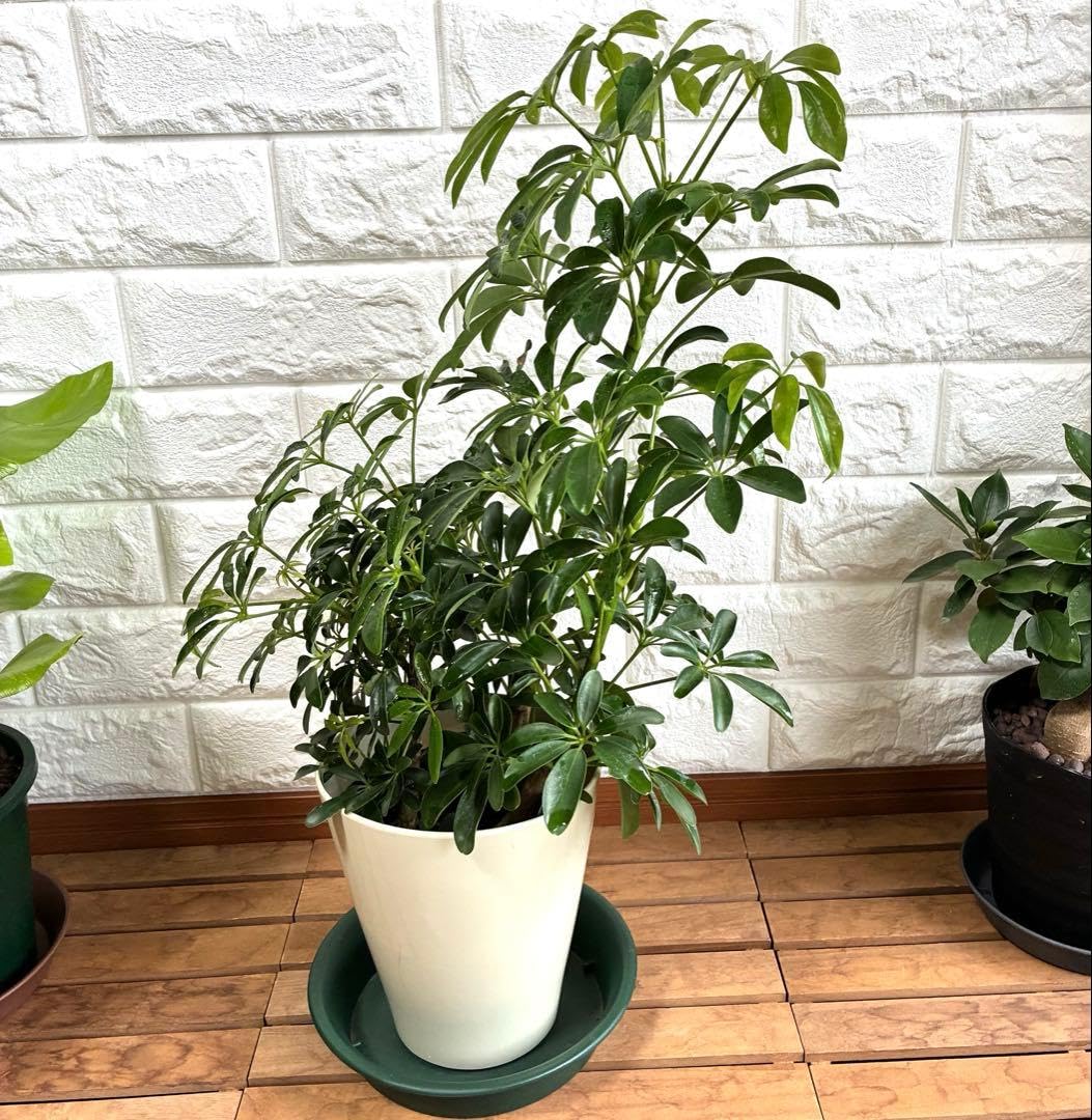 Amazon｜シェフレラ コンパクタ ホンコンカポック 観葉植物 ポット＆5