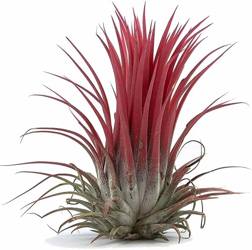 Pequeñas plantas de aire, plantas tillandsia Ionantha fuego (juego de 5)
