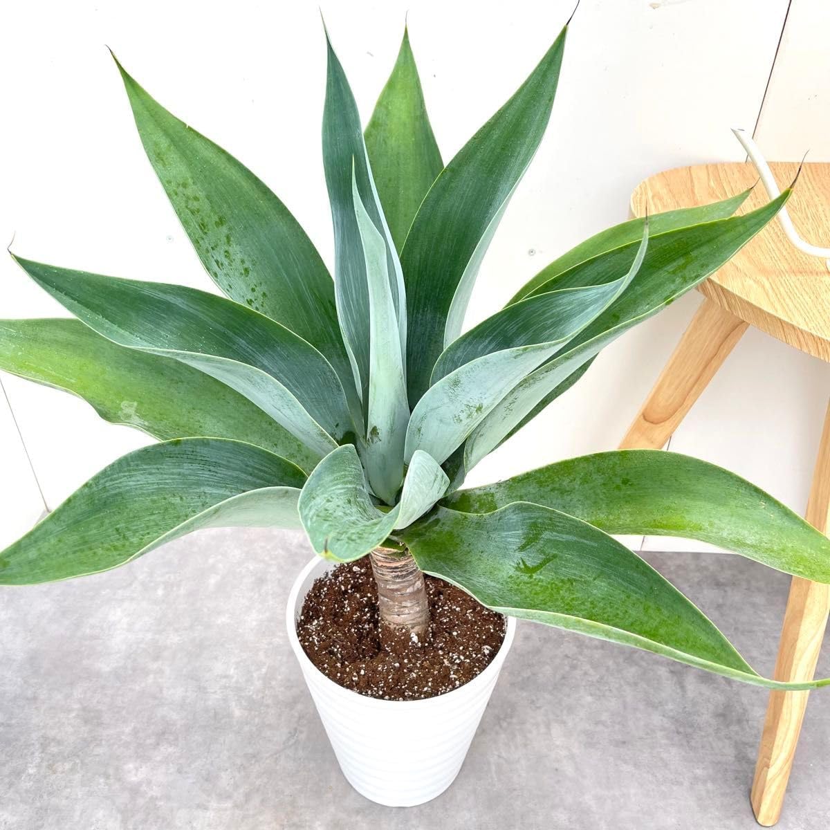 アガベ ポーチンブルー 15番 幹上がり 根上がり 観葉植物 ドライ アガベ ポーチンブルー 15番 幹上がり 根上がり 観葉植物 ドライ