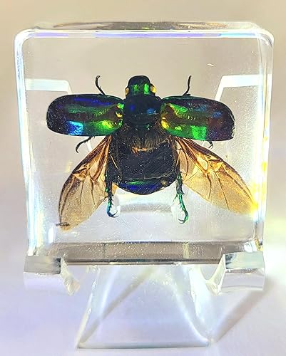Miniatura 4 de Escarabajo Chafer verde real de 1.496 pulgadas con alas abiertas en resina de lucite cristalina, muestra preservada, varios insectos animales,
