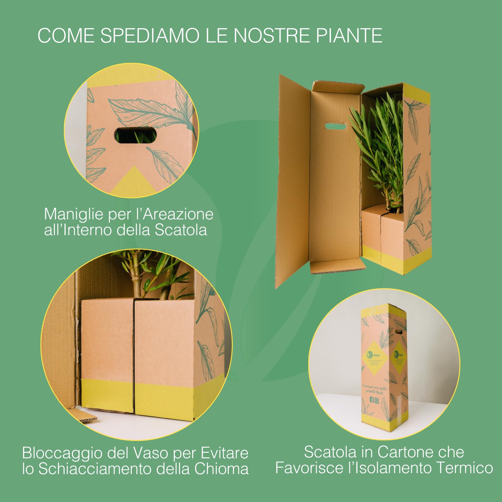 Plantì Laurus Nobilis pianta vera di alloro ornamentale. Ideale come siepe profumata. Alloro in vaso diametro 19cm. Altezza pianta 40/60cm. 6 mesi di concimazione con sistema Plantì.