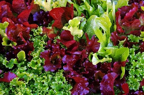 Miniatura 5 de Mezcla de lechuga de interior 25 días para ensalada Vegetales sin OMG para plantar 1000 semillas