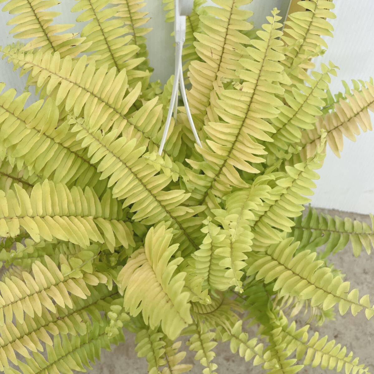 Amazon.co.jp: シダ植物 ネフロレピス斑入り4号吊り鉢ハンギング 品種