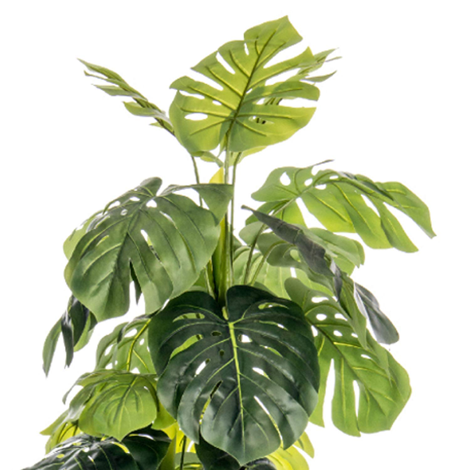 cryptocoryne aquarium plant Cryptocoryne Parva 3 Pack, Potted, Green main image 1