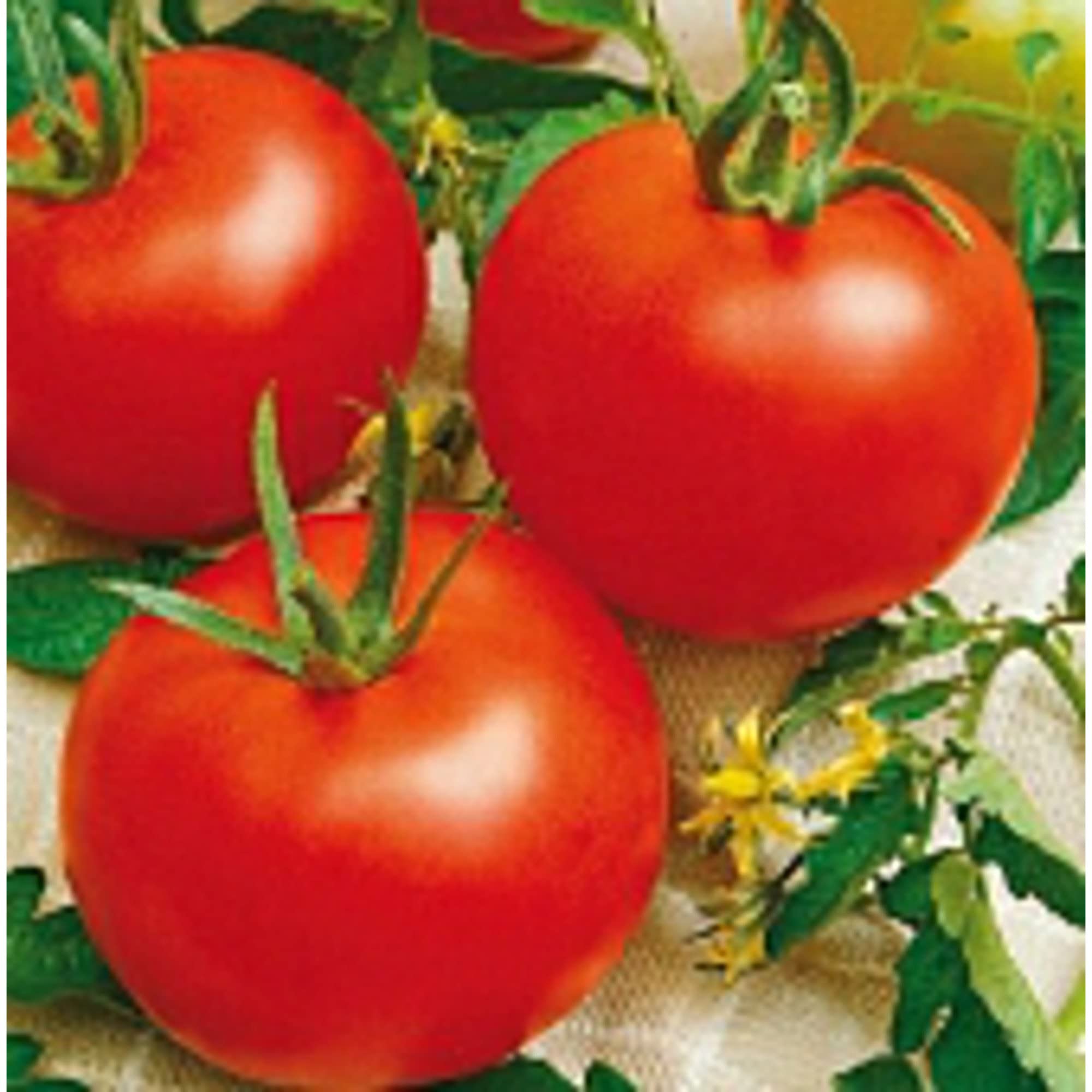 とまとページ Amazon.com : Heinz 1350 Tomato Seeds (20+ Seeds) | Non GMO