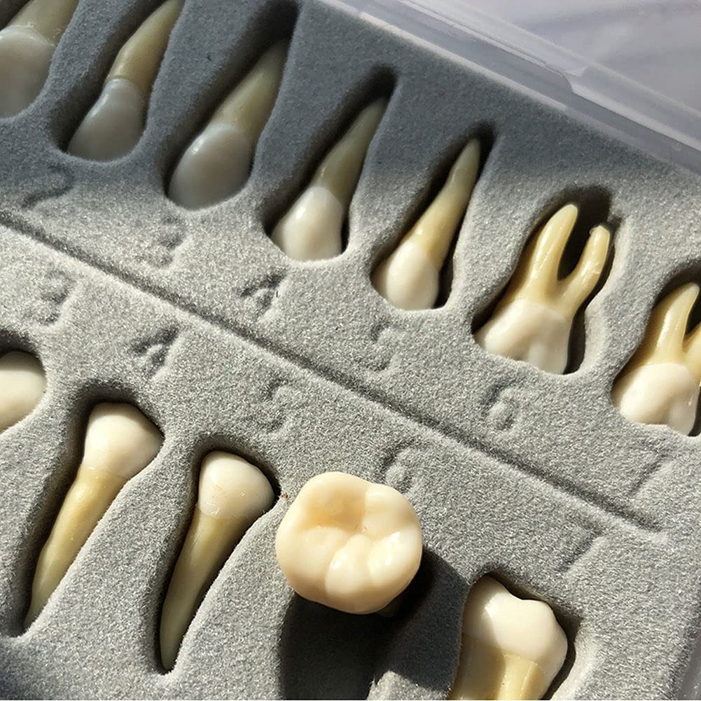 Amazon.co.jp: 歯の模型 歯科用モデル28個のダブルカラー根管付き