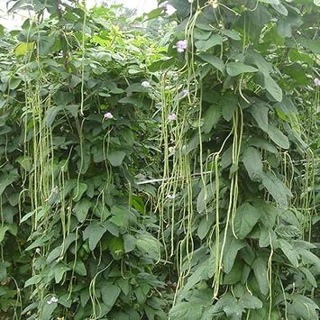 MOCCUROD 30+ Yard Long Bean Seeds Asian Vegetable Long Bean String Beans Productive USA