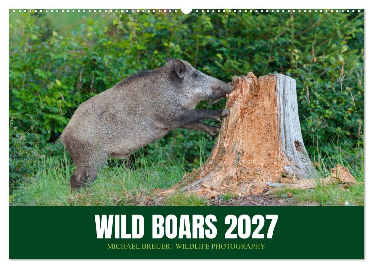 Wild Boars (Wall Calendar 2027 DIN A2 landscape), CALVENDO 12 Month Wall Calendar: An outstanding and memorable collection of wildlife pictures.