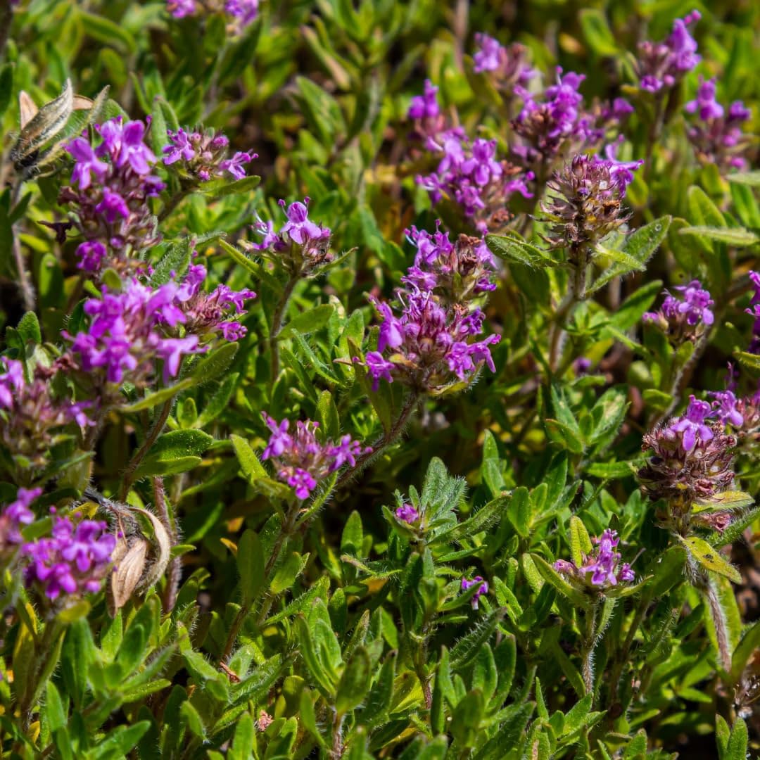 Thymus serpyllum Pflanzenset – 6 kräftige Sand-Thymian Pflanzen Ø9cm – Duftender Bodendecker für sonnige Standorte – Winterharte Kriechpflanze