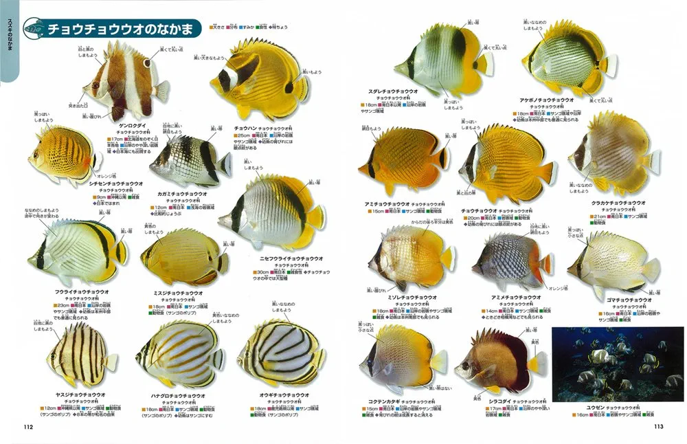 魚 (ニューワイド学研の図鑑) | - |本 | 通販 | Amazon