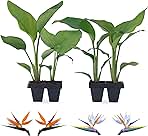 Bird of Paradise Plants Live (4-Pack), Strelitzia Plants with Perennial Orange (2) and White (2) Flowers, Indoor/Outdoor Plants, Exotic Tropical Decor, Not Artificial, 6-10