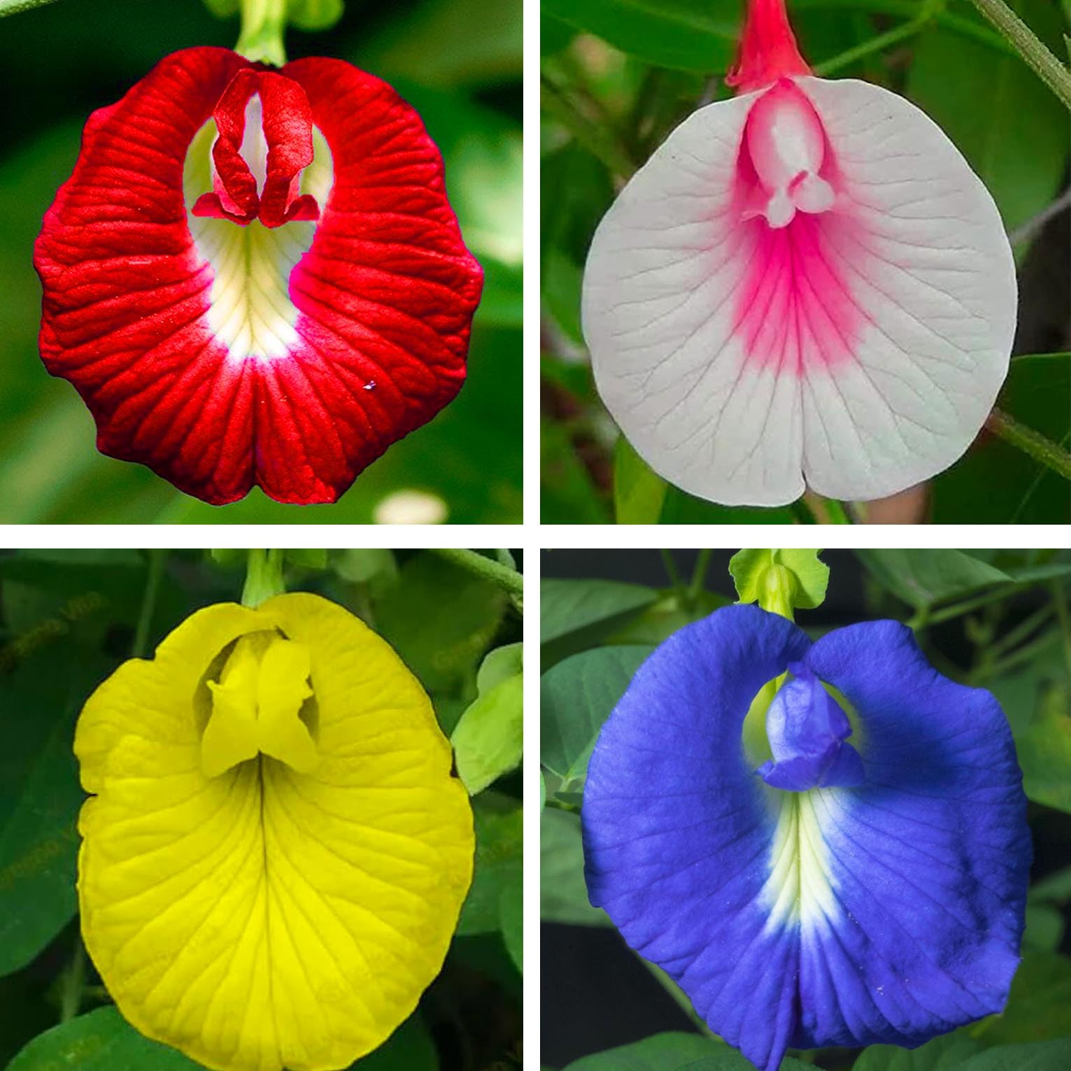 Aparajita Seeds Mixed Color Pack Blue, Pink, White Double & Single Petals Aprajita Shankhpushpi Hybrid Butterfly Pea Seeds Medicinal Flower Plant Creeper Seeds For Home Gardening (Pack Of 16) (B0D4JY23CP) Amazon Price History, Amazon Price Tracker