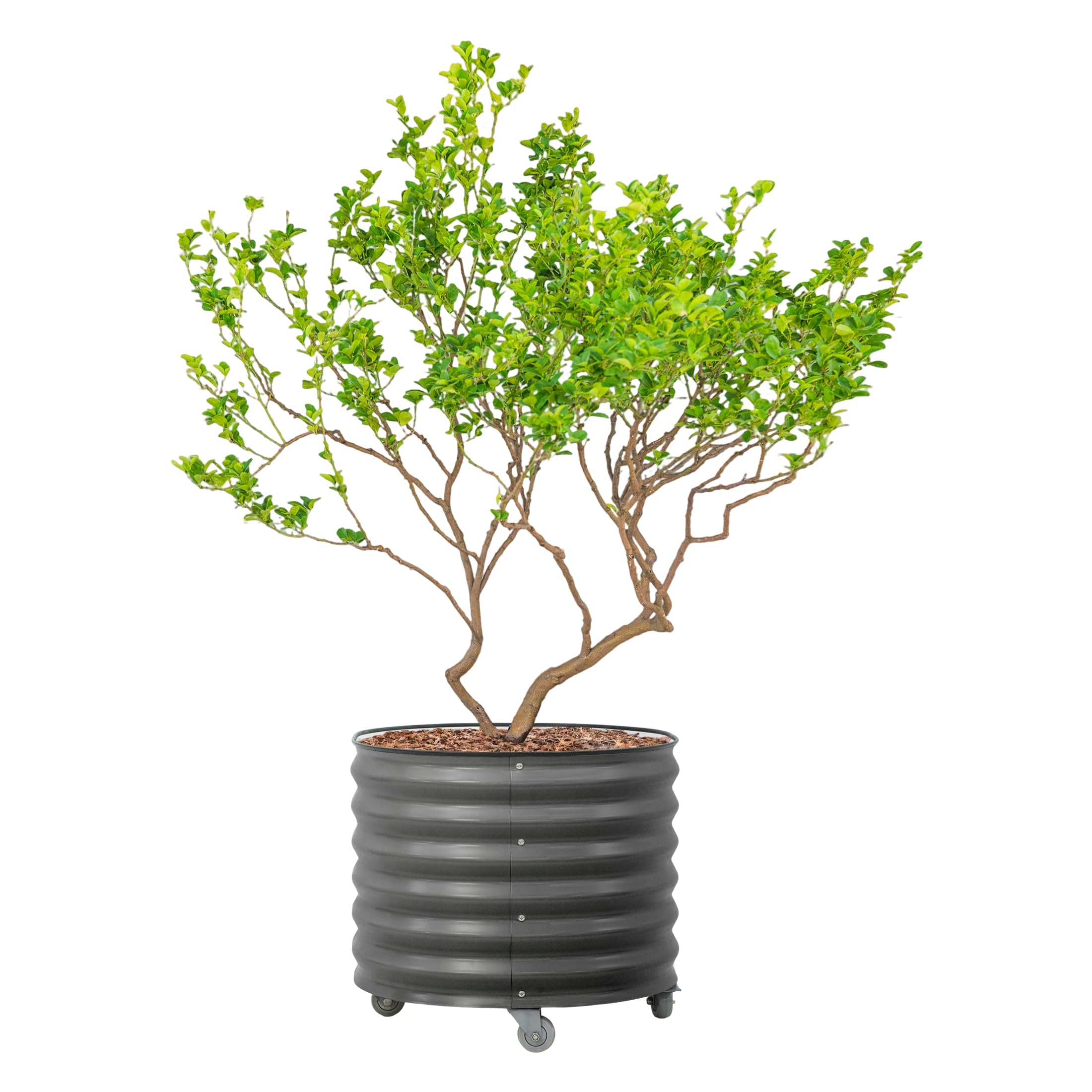 Rolling Metal Citrus Tree Planter Pot, 27″ Round Planter Box for Porch Patio &amp; Backyard, 45 Gallon Large Planter Pot with Wheels for Growing Olive Trees Tomatoes Vegetables and Flowers, Modern Gray