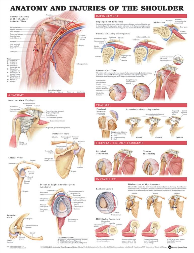 Anatomy and Injuries of The Shoulder Anatomical Chart Poster 20 x 26in