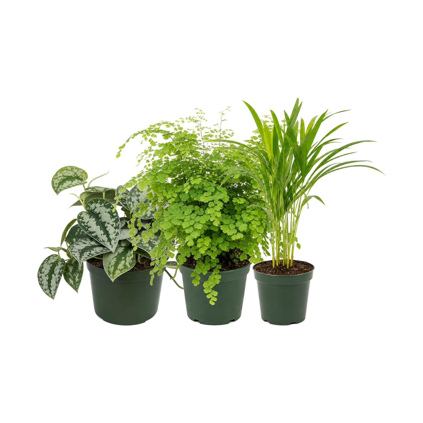 DECOALIVE Pack 3 Plantas: Poto Plateado Trebie, Culantrillo y Palma Areca