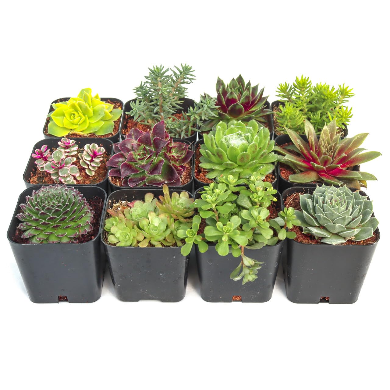 Mountain Crest Gardens Hardy Succulent Variety Pack