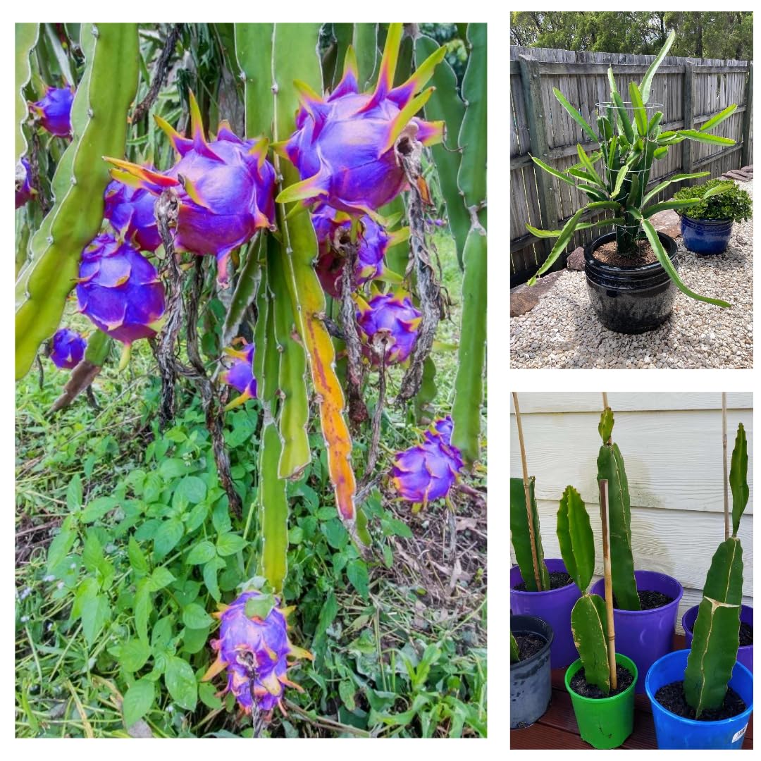 All-Time 12 Months Hybrid Purple Dragon Fruit [White Color Fruit Inside] Live Plant – Year-Round Fruit Production, Exotic Pitaya, Easy-Care, Perfect for Indoor or Outdoor Gardens (B0DC5JBZXR) Amazon Price History, Amazon Price Tracker