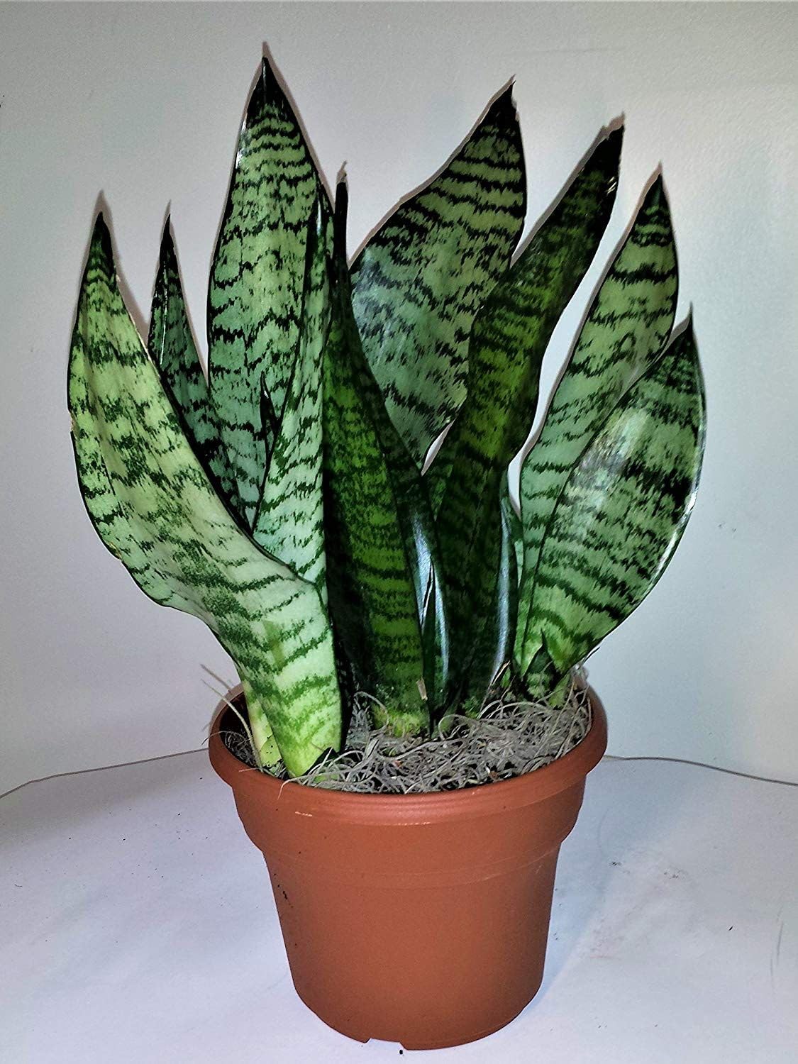 サンスベリア・ディアブロ Sansevieria Diablo サンスベリア・ディアブロ Sansevieria Diablo サンスベリア