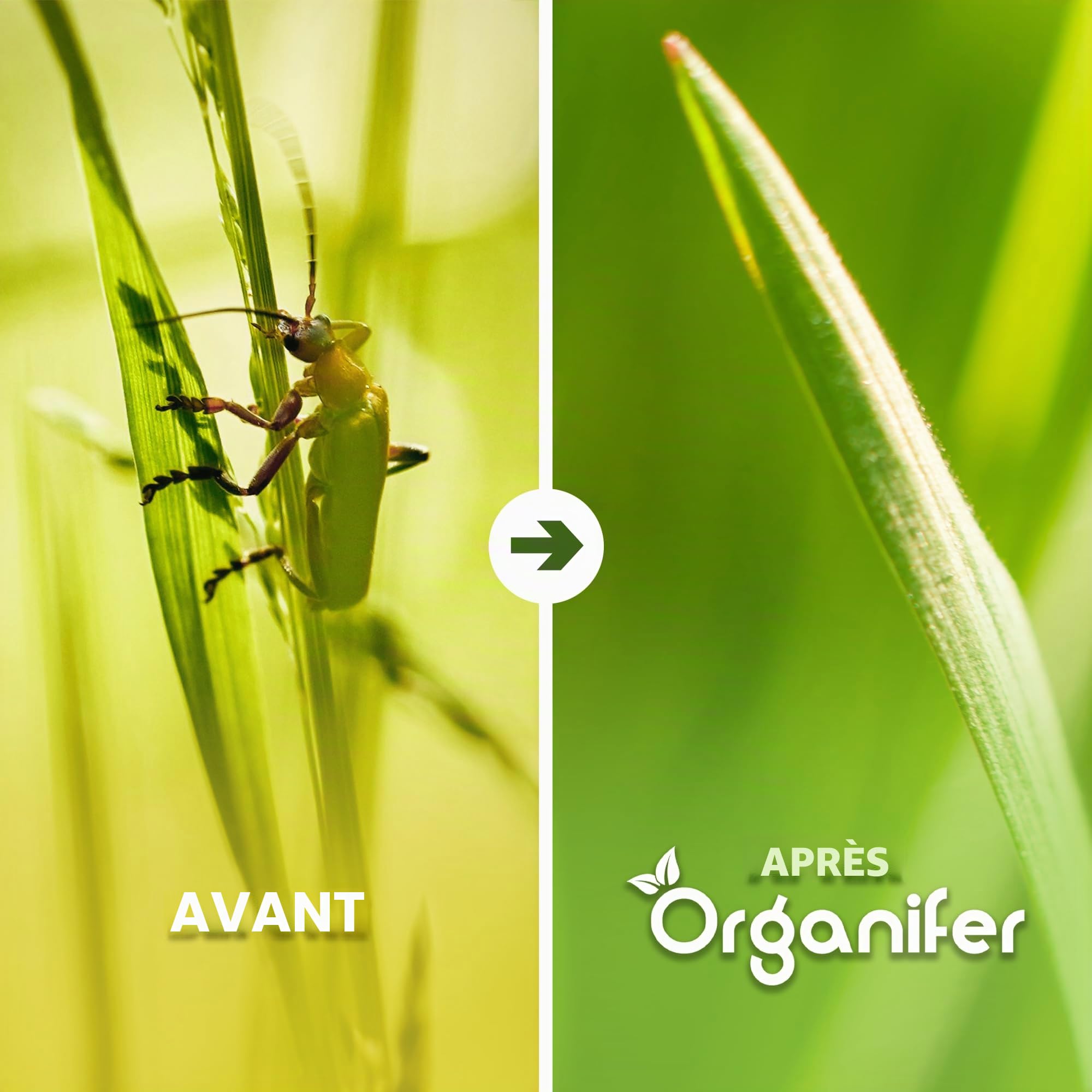Concentré Jardin Pour Gazon Et Sol - 1 Litre - 1000 M2 - Catégorie Vers Blancs Et Nématodes - Produit Naturel À Diluer Pour Pelouse Et Jardin - Organifer
