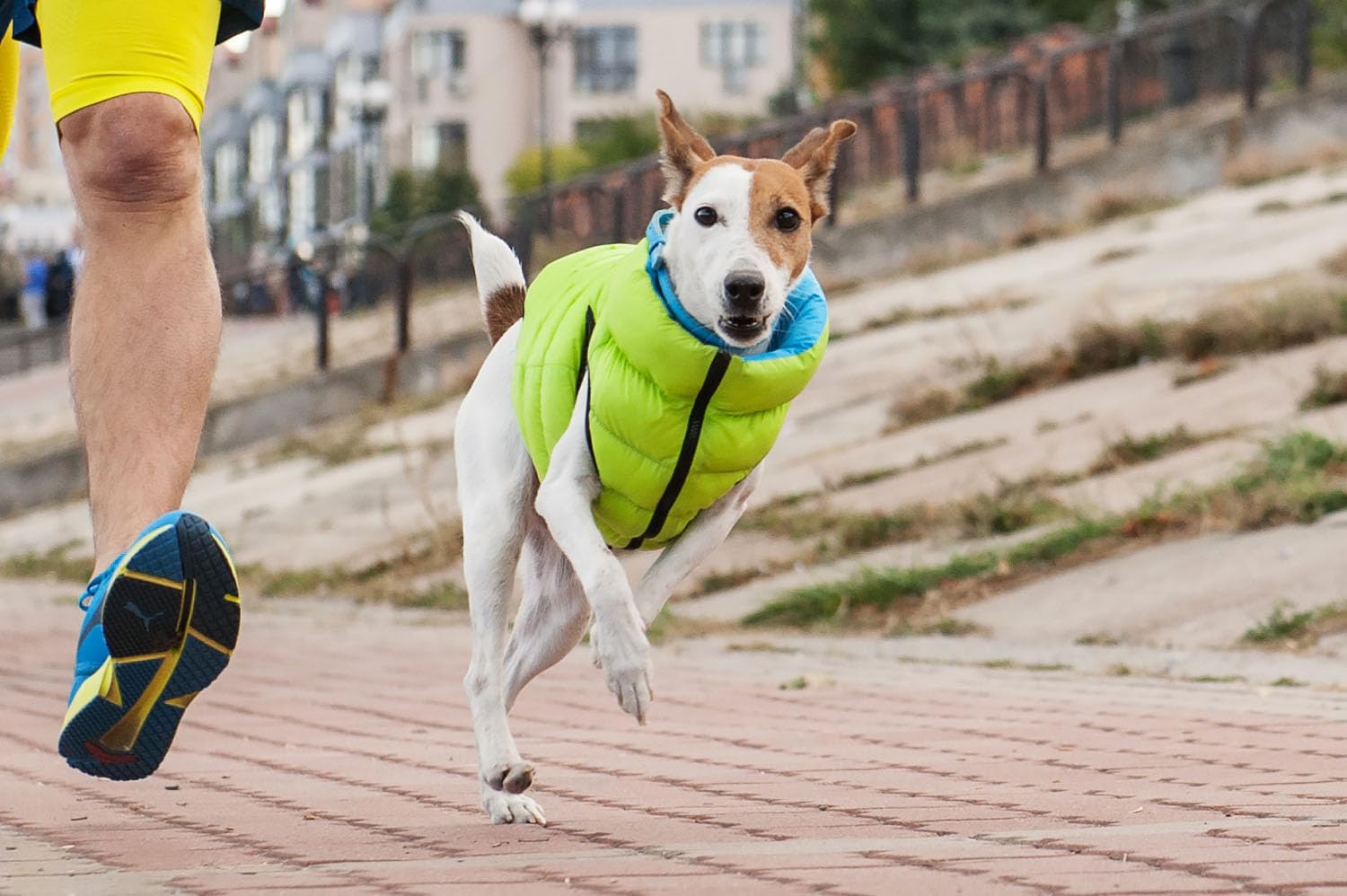 AirVest Reversible Hundekleidung, Hundejacke, Hundemantel, Wasserdicht, Windichte, +Praktische Tasche, Hellgrün + Blau, Größe XS: 25x38x30 cm