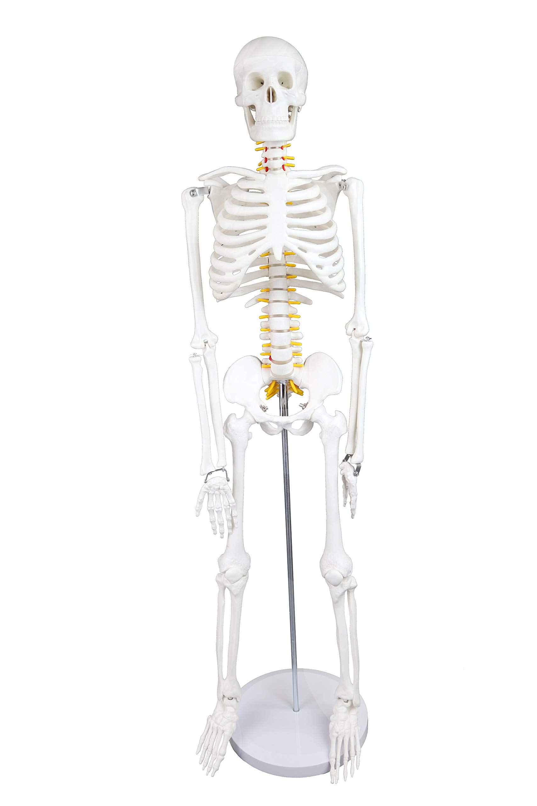 Walter Products B10205 Human Skeleton Model with Nerves Labeled