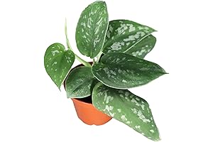 Lush, silver pothos spruces up your place