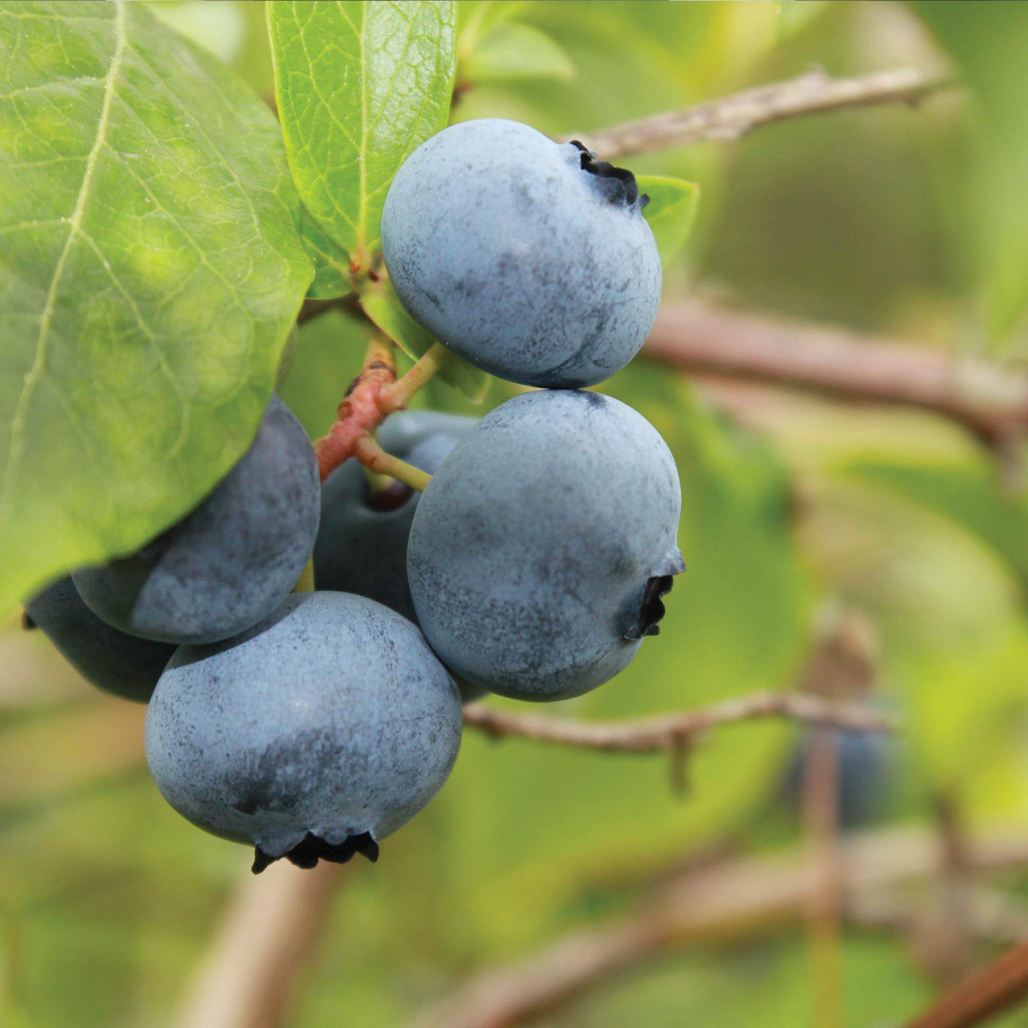 Blueberry Fruit Bush Outdoor Plants for Patios or Kitchen Gardens Grow Your Own Late Season Summer Berries and Colourful Seasonal Foliage, 1 x Brigitta Variety Plant in 3 Litre Pot by seeds