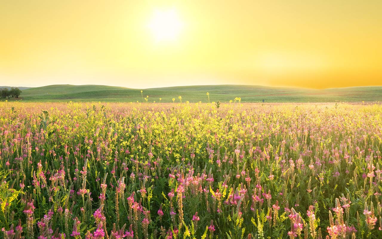 Yellow AlleyBeautiful Nature Sunrise Self Adhesive Paper Wall Sticker Poster