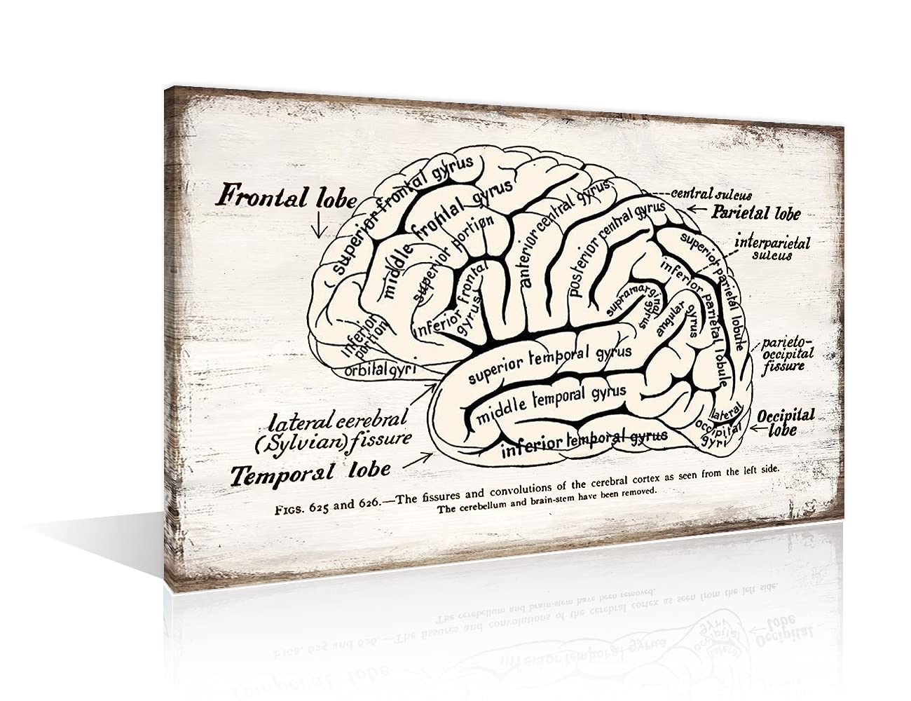 TUMOVO Living Room Décor Brain Retro Realistic Chart Picture Classic Human Anatomy Paintings Print on Canvas Wall Artwork Modern Home Decor Framed Gallery-Wrapped Stretched Ready to Hang, 12" Wx18 H