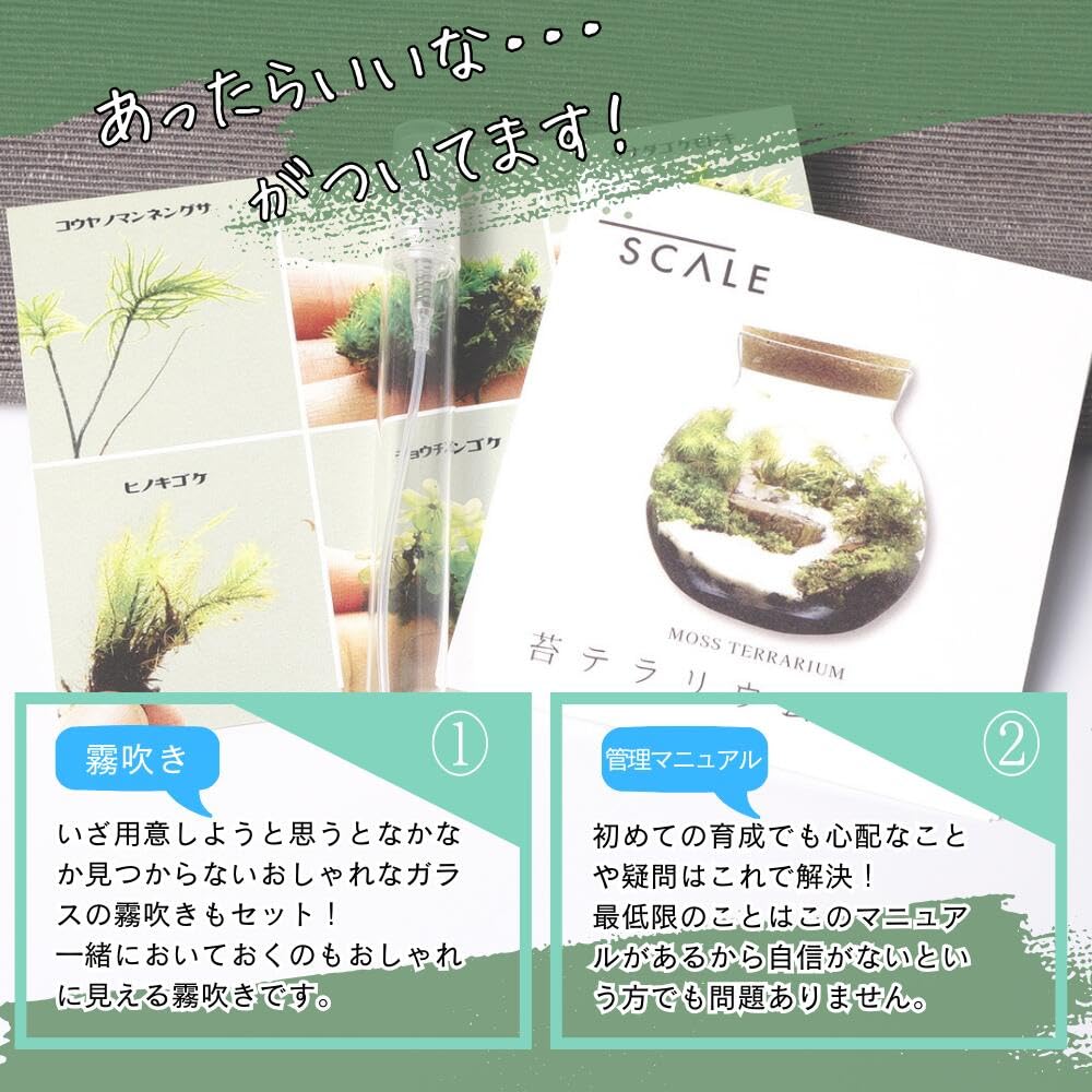 Amazon.co.jp: 【苔庵介る】苔テラリウム 完成品 13cm LEDライト蓋付