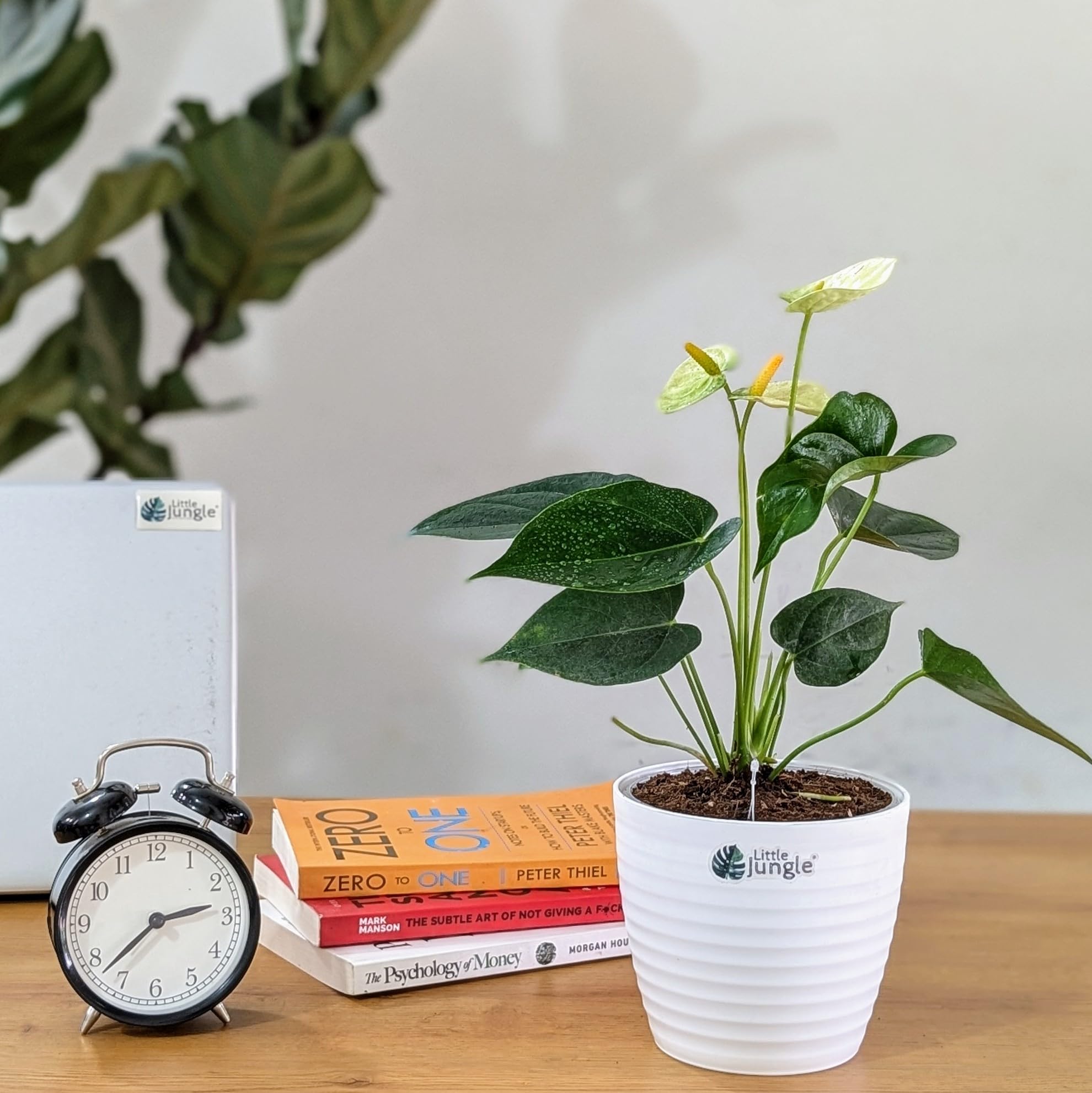 Littlejungle Anthurium Yellow - Live Plant with 5.5 Inches Grey Decor Pot | Indoor Plants For Home | Office Desk | Live Plants Indoor | Air Purifying Plant | Live Plant With Pot For Home Decor |