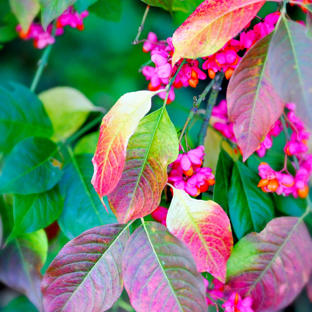 1 Spindle Tree 2-3ft Tall, Multi-Stemmed, Euonymus Europaeus, 2L Pot Pink Autumn Berries 3fatpigs®