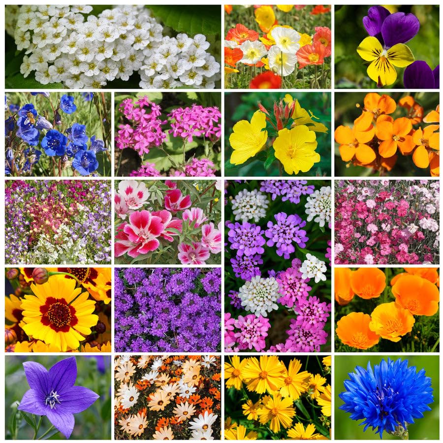 Grow Your Own Vibrant Annual and Perennial Wildflower Garden Seeds Mixture, Varieties for Pollinators and Spring Gardens - Low Growing Mix, 1/4 lb