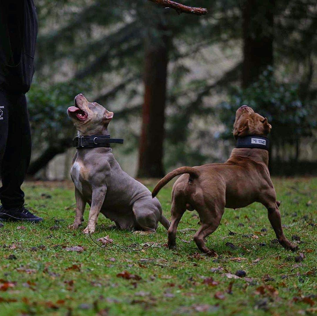 Bestia Dog Sport Hundehalsband mit Griff - integrierter Kontrollgriff, weich gepolstert, wasserdichtes TPU-Gurtband, 5 cm breit, für Diensthunde, Training und große Rassen (Schwarz/Rot, XXL 65-75 cm)