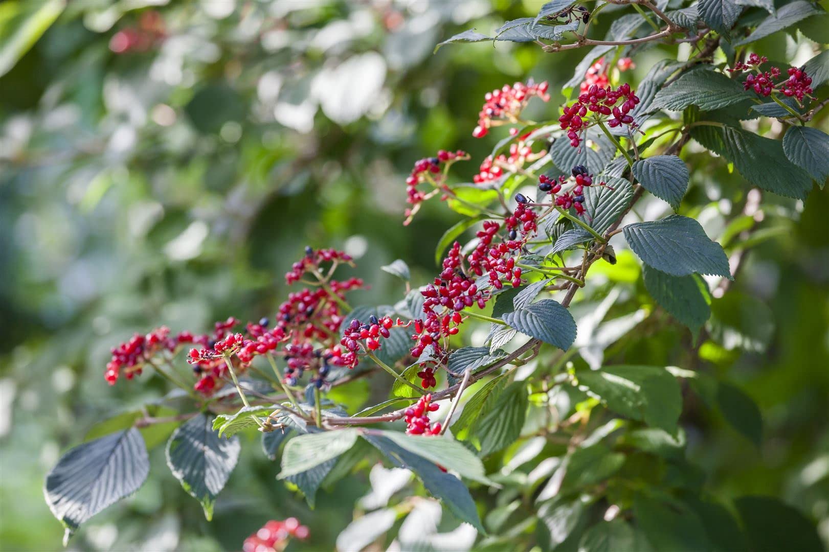 Wolliger Schneeball Viburnum lantana 150-200 cm Heckenpflanze winterhart | Sichtschutzhecke, sonnig bis halbschattig, schnittverträglich, insektenfreundlich, robust, dekorative Blüten und Beeren