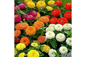 Zinnia Seeds - California Giants Mix - 1,500 Seeds